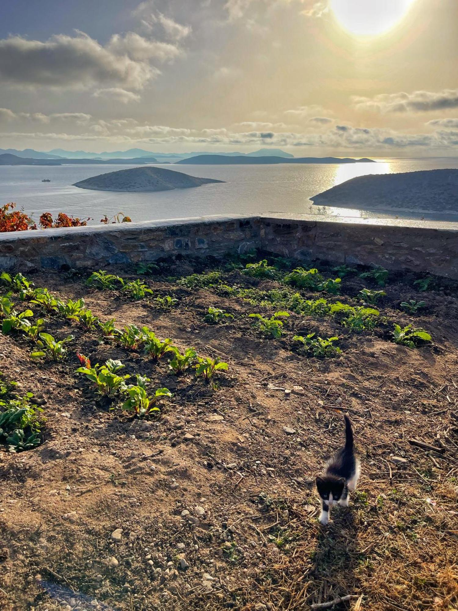 Meltemi Retreat Otel Irakleia  Dış mekan fotoğraf